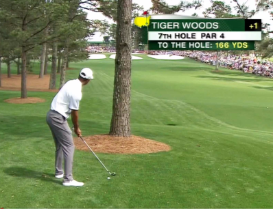 Tiger in the Woods!